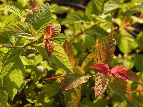Spiraea japonica 'Firelight'
